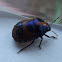 Red Jewel Bug