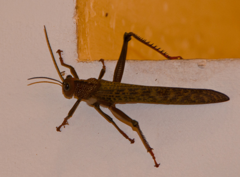 Spotting Image 1