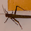 Giant Grasshopper