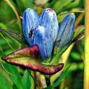 Bottle Gentian