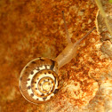 Snail / Puž