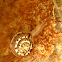 Snail / Puž