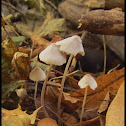 Unknown Mushrooms