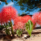 Blood Lily