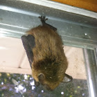 Big Brown Bat