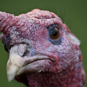 Kalkoen (Meleagris gallopavo)