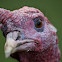 Kalkoen (Meleagris gallopavo)
