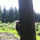 Raccoon