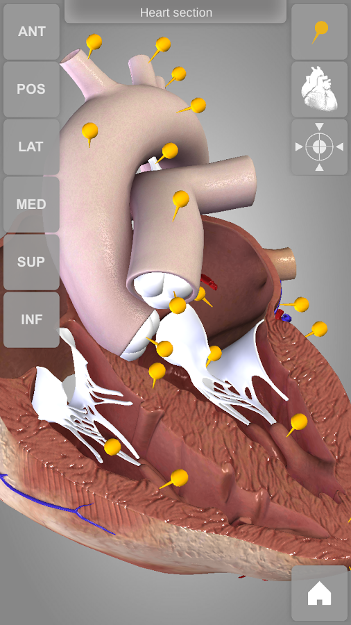 Android application Heart 3D Anatomy Lite screenshort