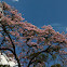 Guayacan rosado