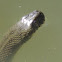 Diamondback Water Snake