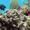 Bowtie damselfish