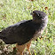 Cooper's hawk