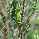 Carolina Anole