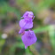 Bladderwort