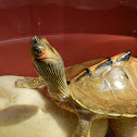 Indian Roofed Turtle
