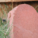 Black Widow Spider