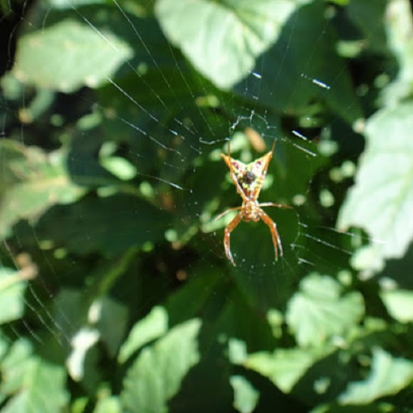 Spotting Image 1