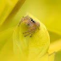 Jumping Spider