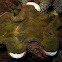 Southern Giant Clam