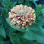 Candy Cane Zinnia