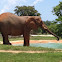 African elephant
