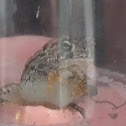 Fowler's Toad