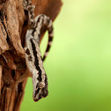 Bark Gecko