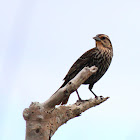 Red-Winged Blackbird (Juvenile)
