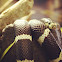 California Kingsnake