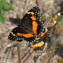 Bordered Patch Butterfly