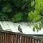 Blue Jay 