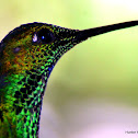 Green-Crowned Brilliant