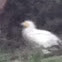 Egyptian Vulture