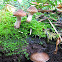 Armillaria (Honey Mushroom)
