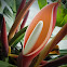 Philodendron