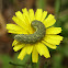 Catterpillar in dandelion