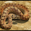 Dekay's Brownsnake