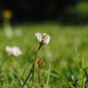 White Clover