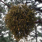 Juniper Mistletoe