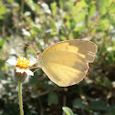 Large Grass Yellow or Common Grass Yellow
