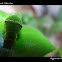 lime butterfly caterpillar