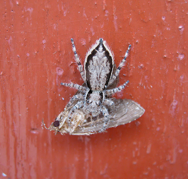 Gray Wall Jumper Project Noah