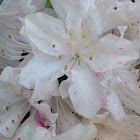 Azalea / Rhododendron