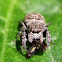 Salticidae
