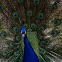 Indian Peafowl