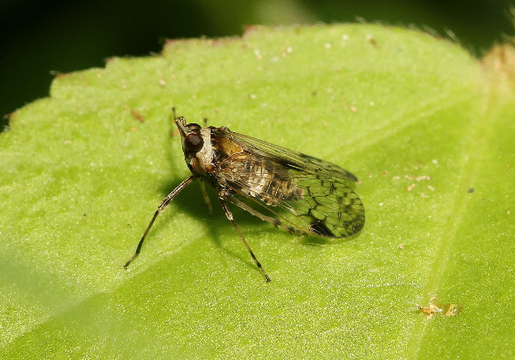 Spotting Image 1