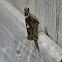 Red Admiral
