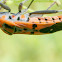 Seed bug