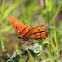 Gulf Fritillary